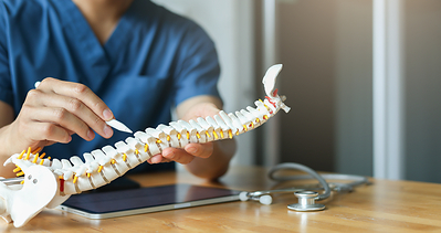 Anatomical Model of the Spine 