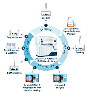 Molecular Devices and STEMCELL Technologies Collaborate to Accelerate Adoption of Human-Relevant Organoid Models Through Automation