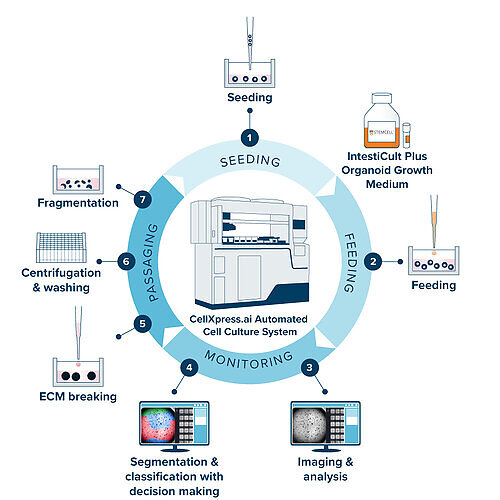 Automated intestinal organoid workflow from seeding through culture, feeding, imaging, maturity assessment, passaging, and reseeding for expansion or downstream assays.
