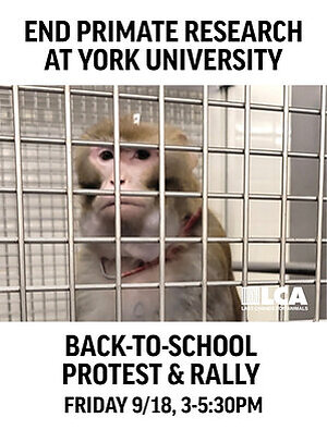 MEDIA ADVISORY - Back-to-School Protest at York University to Demand Freedom for the "York 9" and an End to Primate Experiments