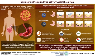 Pusan National University Develops Smart Nanoparticles That Deliver Antibiotics Directly to H. pylori