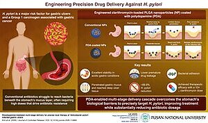 Pusan National University Develops Smart Nanoparticles That Deliver Antibiotics Directly to H. pylori