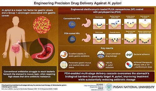 Polydopamine-coated nanoparticle platform overcomes gastric acid, mucus, and deep tissue barriers to deliver antibiotics directly to H. pylori -infected gastric ulcers Polydopamine-coated nanoparticle platform overcomes gastric acid, mucus, and deep tissue barriers to deliver antibiotics directly to H. pylori -infected gastric ulcers