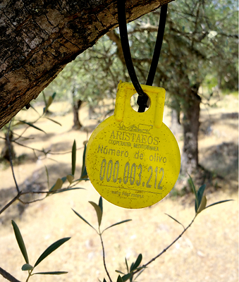 No tree is anonymous. Every tree has its own place. Every tree has its own identity. An OLIVE TREE PEOPLE mountain olive tree in Andalusia, Spain, bearing its ARISTAEOS Cooperativa Mediterranea identification plaque. In ancient mythology, Aristaeos was a Greek god who taught humans beekeeping and olive oil pressing.