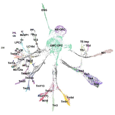 A new Stowers Institute brain atlas shows neurons don’t inherit their identity — they build it in their first hours of life