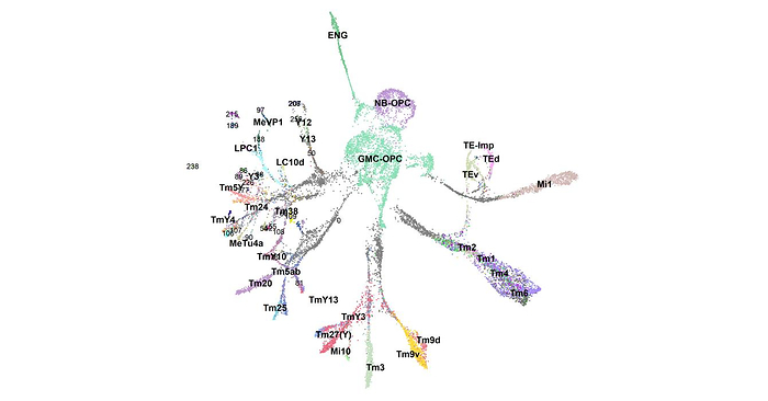 A new Stowers Institute brain atlas shows neurons don't inherit their identity -- they build it in their first hours of life