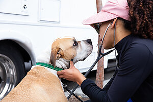 The Dave &amp; Cheryl Duffield Foundation Makes $250 Million Commitment to Expand Veterinary Care Services