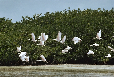 National Geographic Society Funds Inaugural Wetland Conservation Projects Through New Blue Boundaries Program