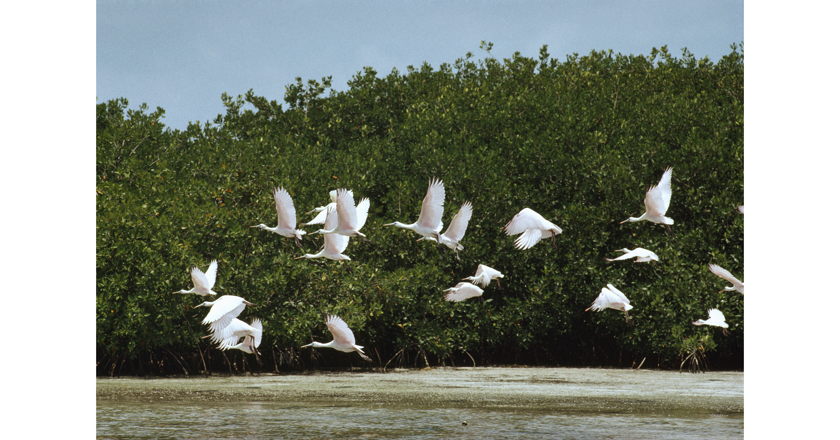 National Geographic Society Funds Inaugural Wetland Conservation Projects Through New Blue Boundaries Program