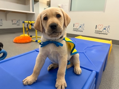 Canine Companies brings back its popular Puppy Cam livestream to celebrate National Service Dog month