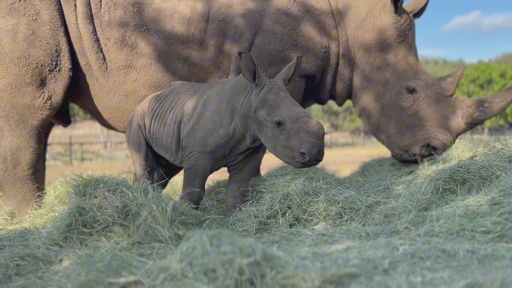 Natural Bridge Wildlife Ranch Welcomes Third Southern White Rhino Calf in Three Years