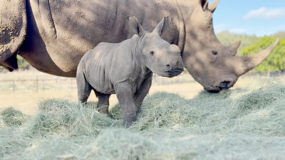 Natural Bridge Wildlife Ranch Welcomes Third Southern White Rhino Calf in Three Years