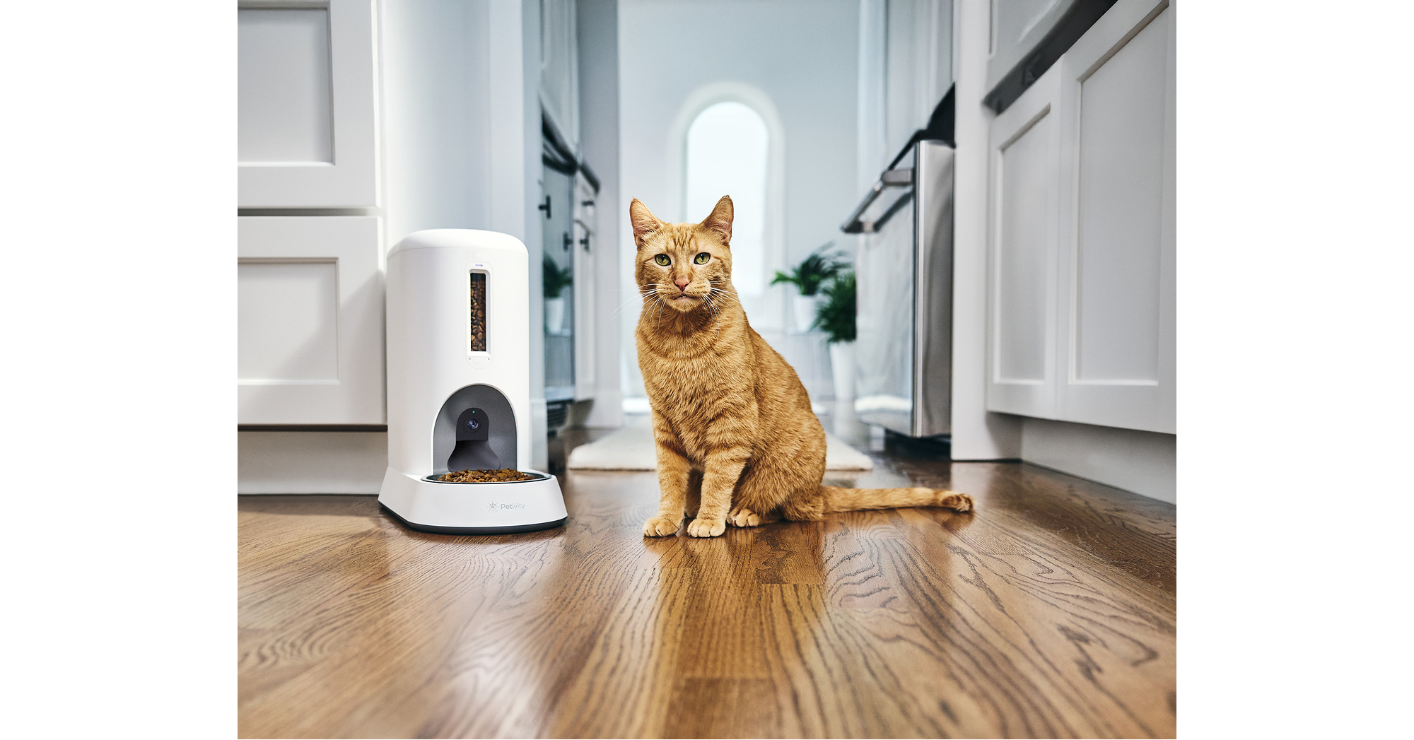 Petivity Launches Smart Feeder for Cats with a NYC Experience That Feeds Real Shelter Cats