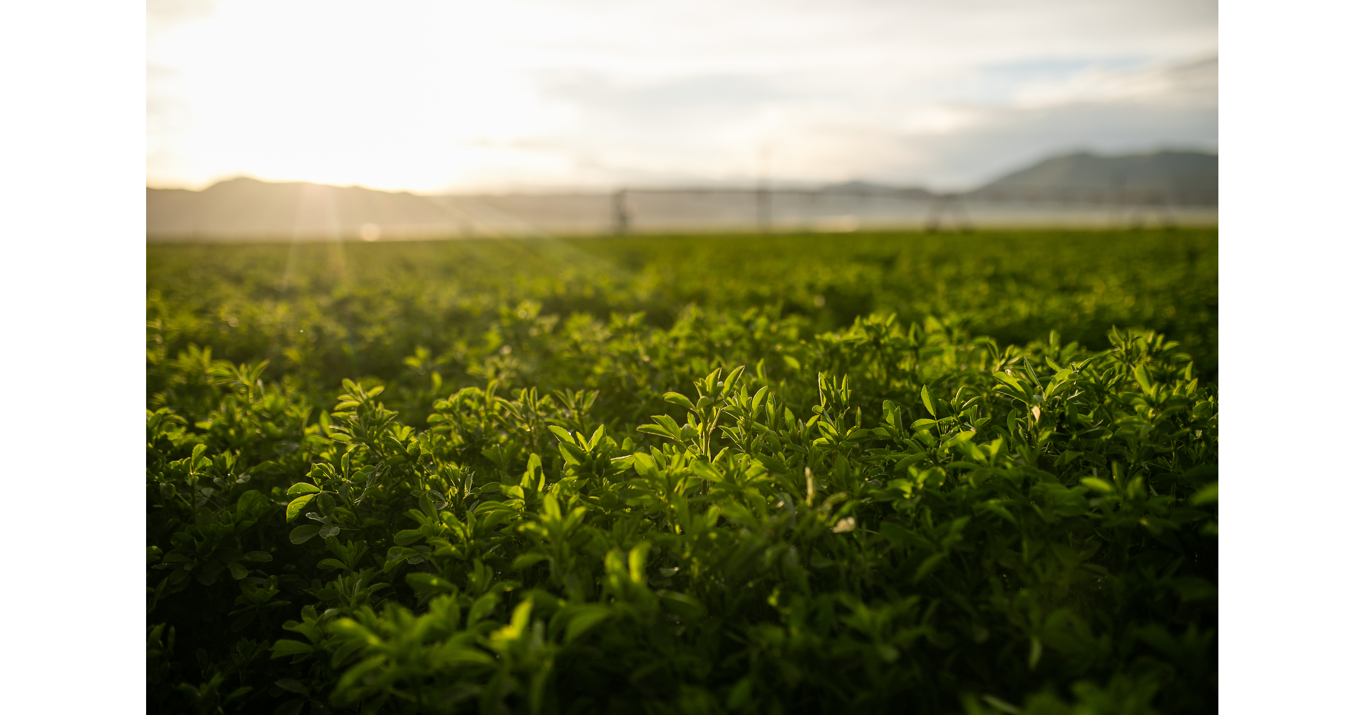 Standlee and Anderson Hay Announce Formation of Standlee-Anderson™, Creating the Global Leader in Premium Forage