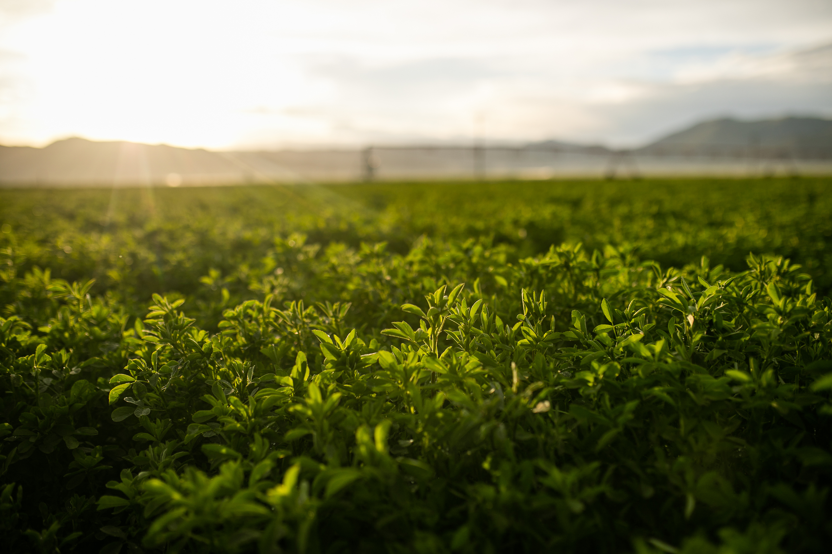 Standlee and Anderson Hay Announce Formation of Standlee-Anderson™, Creating the Global Leader in Premium Forage