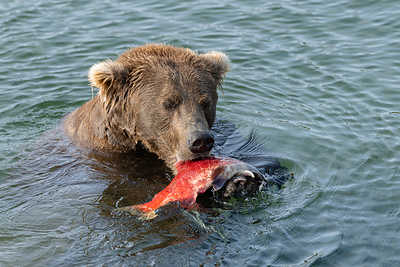 A brown bear enjoys a fresh caught salmon at Katmai National Park during the 12th season of Fat Bear Week, taking place September 22-29, 2026.  Through explore.org, the world’s leading live nature camera network, and the Katmai Conservancy, the annual competition puts the remarkable brown bears of Brooks River in the global spotlight, inviting viewers to follow their journeys, discover their stories, and celebrate the strength, adaptability, and resilience of life in the wild. 