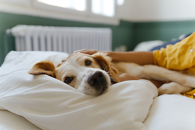 Ouvrir la voie : Mars lance une plateforme dédiée à l'adoption d'animaux de compagnie, alors qu'une nouvelle étude révèle ce qui freine les adoptants