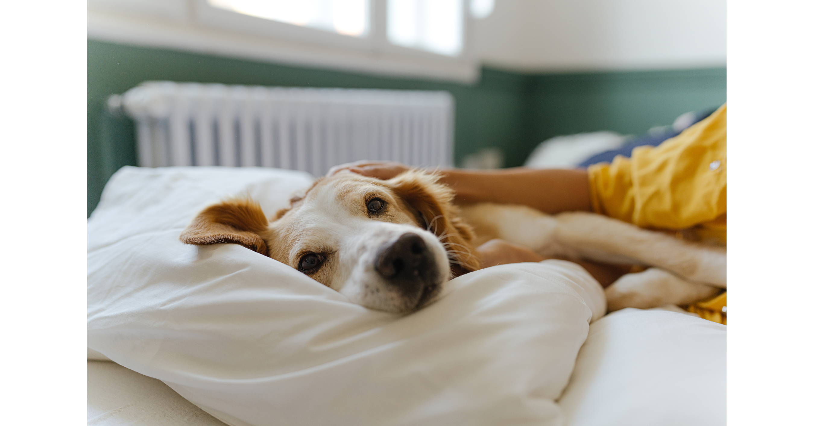 Abriendo camino: Mars lanza un centro de recursos para la adopción de mascotas