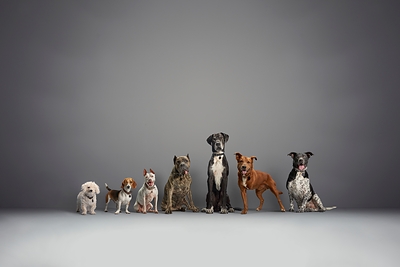 This year, Subaru celebrates the seventh annual National Make a Dog’s Day on October 22nd, encouraging all people to consider adopting, fostering, or otherwise supporting a shelter pet or a cherished “Underdog,” an older dog, or a dog with disabilities. To amplify the Subaru Loves Pets and National Make A Dog’s Day initiatives, the automaker has an integrated ad campaign celebrating the original pack of “Underdogs” and sharing an inspiring message in the 15-second spot titled, “The First Thing You Notice.”
