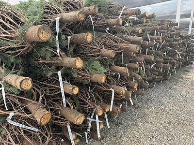 Survey: Real Christmas Tree Growers Forecast Strong Supply and Steady Wholesale Prices for 2026 Holiday Season