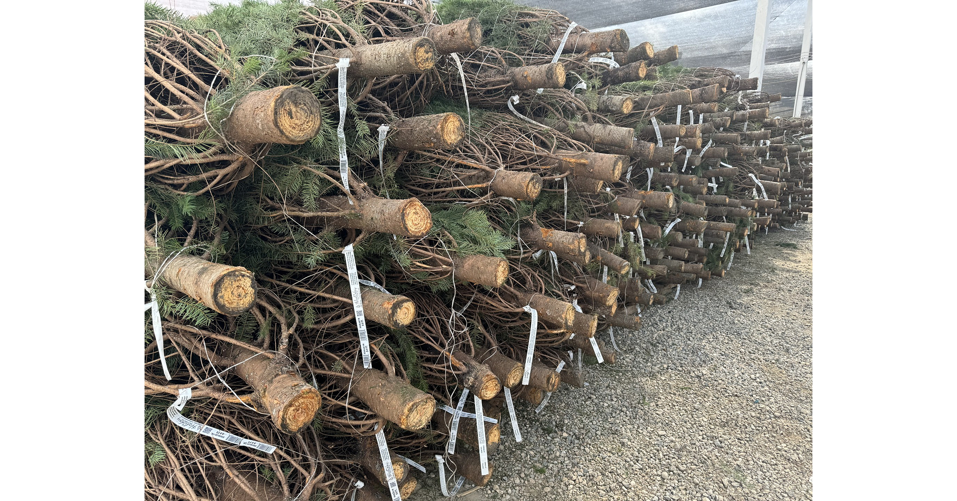 Survey: Real Christmas Tree Growers Forecast Strong Supply and Steady Wholesale Prices for 2026 Holiday Season