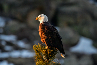 Jackie the bald eagle, whose life in Big Bear Valley inspired millions of viewers around the world, will be honored during Wings Over Big Bear, Oct. 3-4.