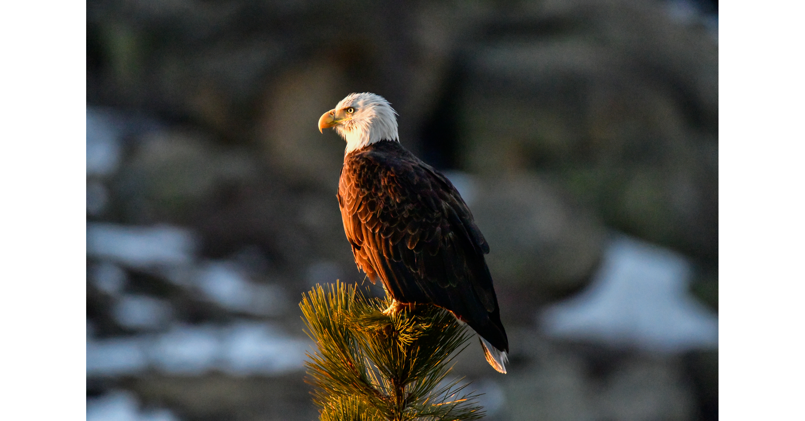 Wings Over Big Bear to Honor Jackie the Bald Eagle with Community Commemoration and Wildlife Education Weekend