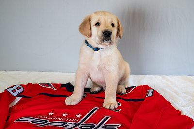 Bravo reporting for duty! He's the very first pup sponsored by Good Dogs for Great Americans.