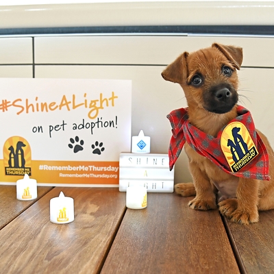 The global campaign Remember Me Thursday encourages the world to shine a light on pet adoption this Thursday, September 24th.