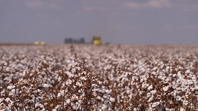 Com novidades no portfólio, Bayer apresenta soluções integradas para a cotonicultura no 15º Congresso Brasileiro do Algodão