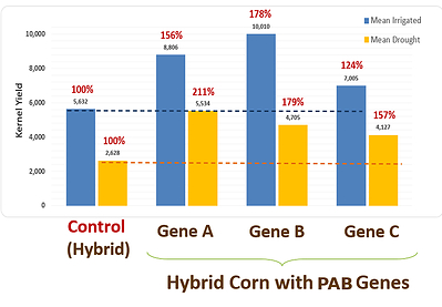 Kernel yield across three PlantArcBio gene events vs. control, irrigated and under drought (% of control shown above each bar) Kernel yield across three PlantArcBio gene events vs. control, irrigated and under drought (% of control shown above each bar)