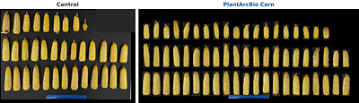 Harvested ears, irrigated plots: control hybrid (left) vs. hybrid carrying one of PlantArcBio's lead genes (right) Harvested ears, irrigated plots: control hybrid (left) vs. hybrid carrying one of PlantArcBio's lead genes (right)