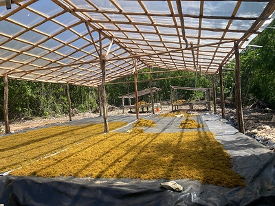 Los materiales recolectados fueron trasladados a áreas designadas para su secado y procesamiento, donde se realizó la separación de residuos y otros materiales. Estas acciones complementan las medidas permanentes de manejo de sargazo en la zona, incluyendo barreras de contención y puntos de anclaje cercanos al muelle.