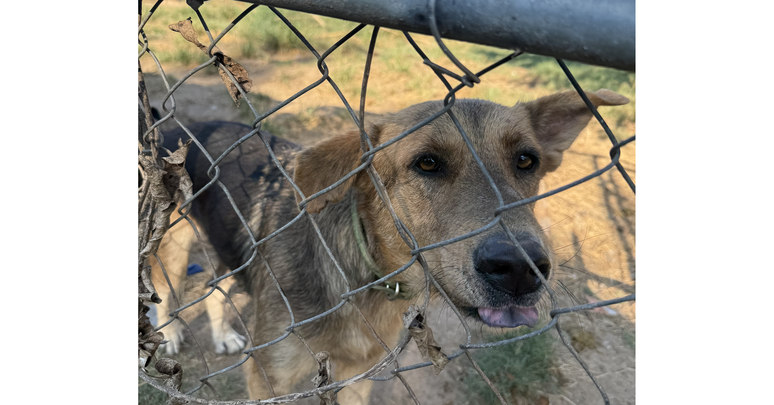 Brandywine Valley SPCA Provides Medical Care and a Path to Adoption for 52 Dogs from Dogtown Ranch in Texas