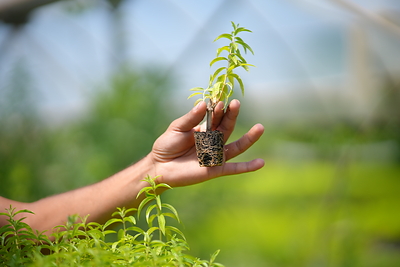 SUANNUTRA Brings Lemon Verbena Cultivation to Home Soil SUANNUTRA Brings Lemon Verbena Cultivation to Home Soil