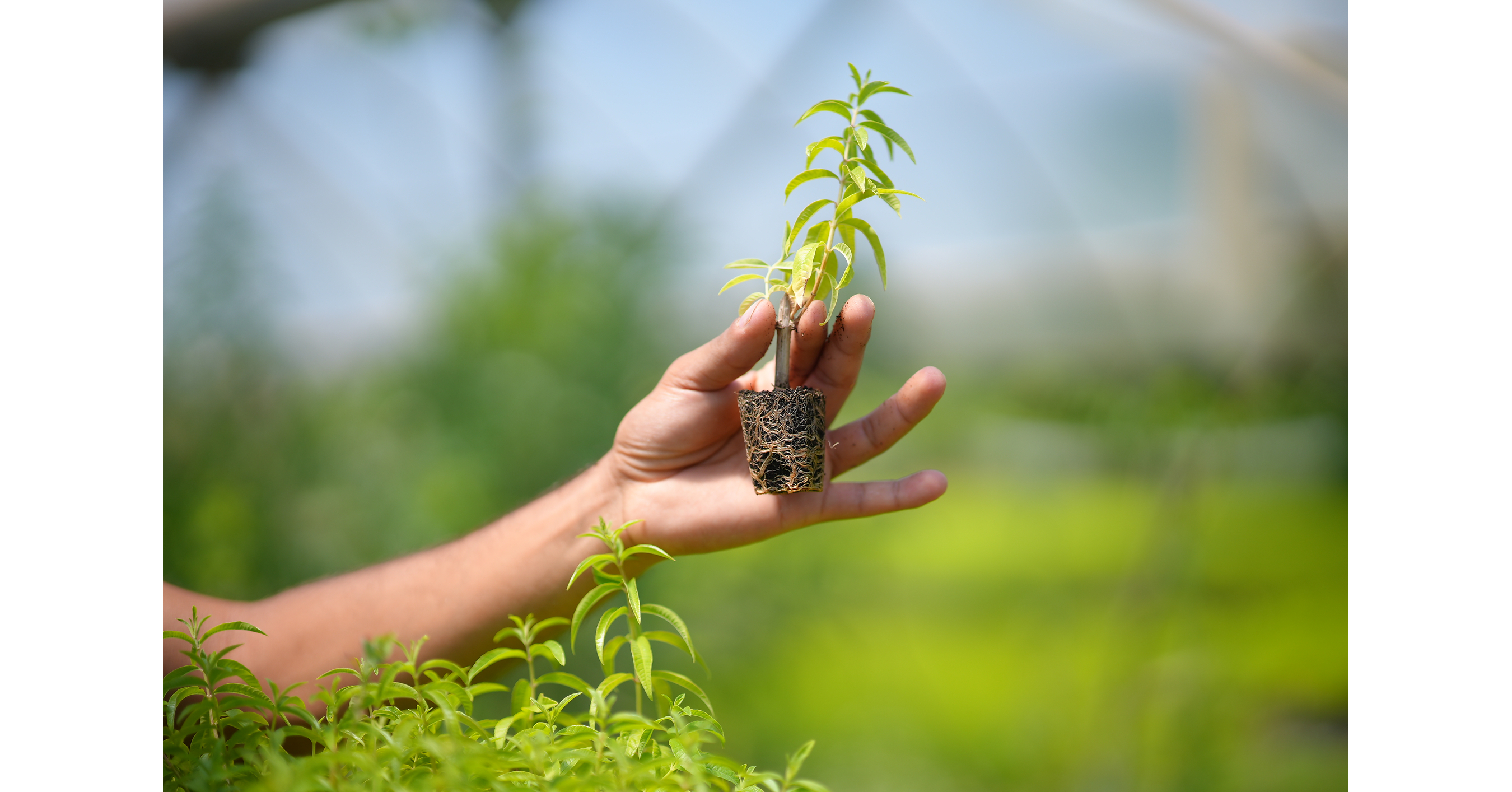 SUANNUTRA Brings Lemon Verbena Cultivation to Home Soil