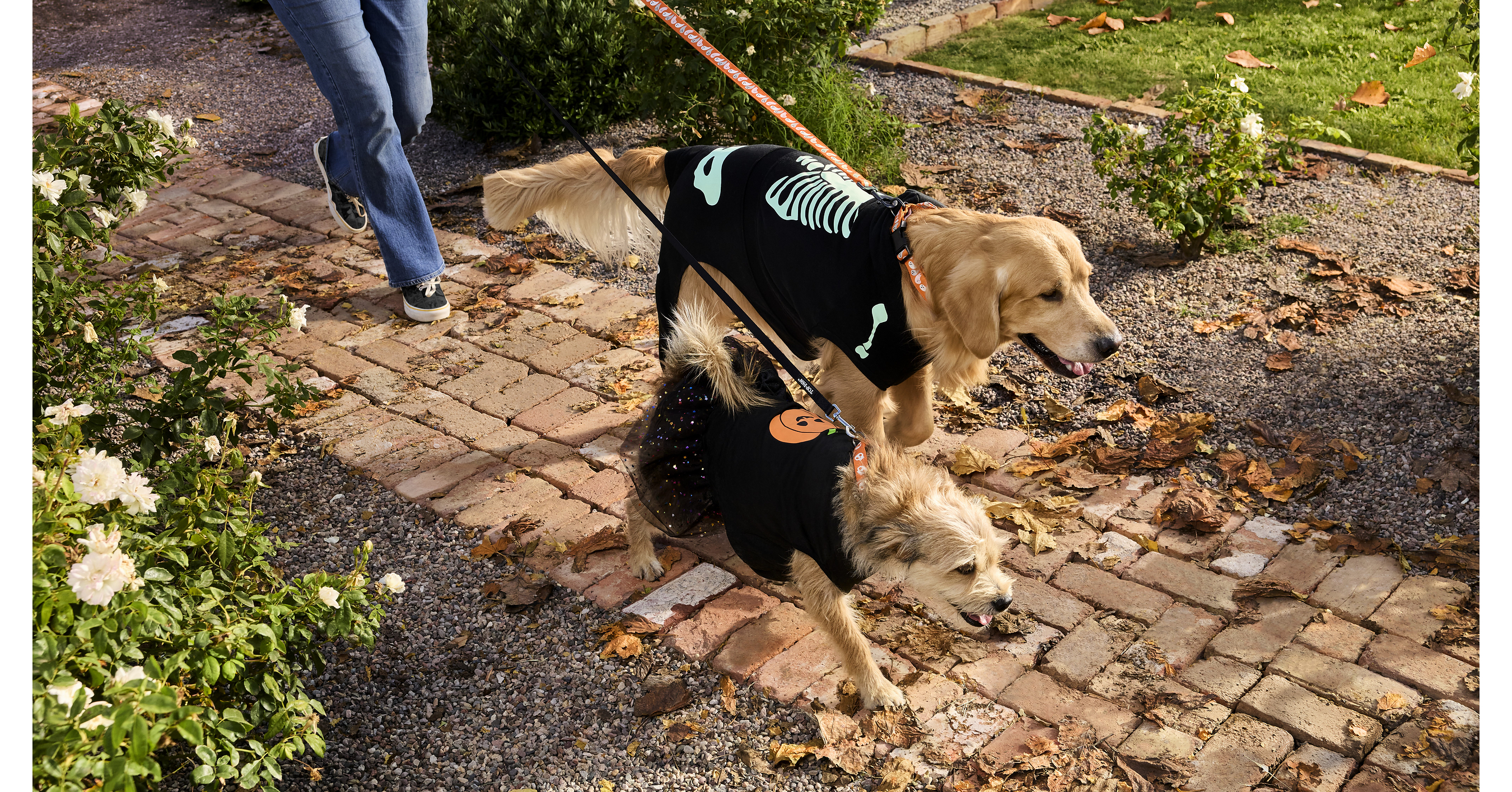 PetSmart Celebrates Halloween with Free In-Store Events, Including New Meet the Spooky Pets Experience