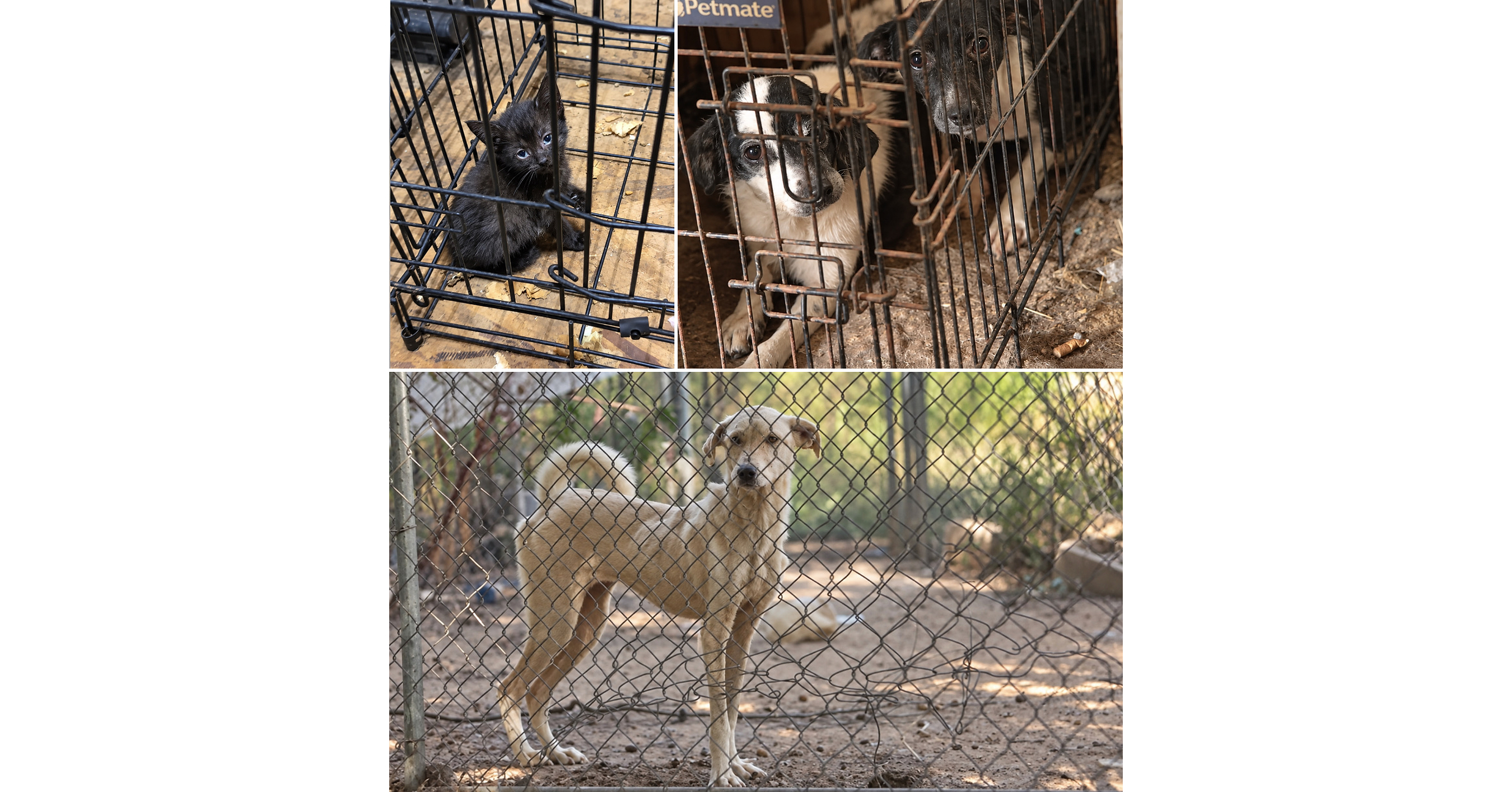 Animal Rescue Corps removes 24 animals in Tennessee cruelty case