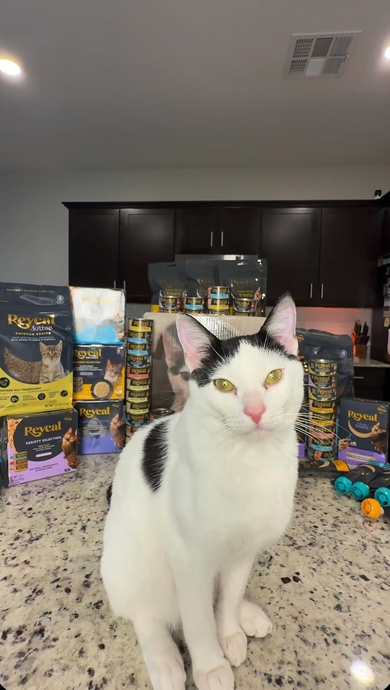 Reveal Partners with Influencer Mario Mirante and His "Talking" Cat, Chef, on Promotional Videos