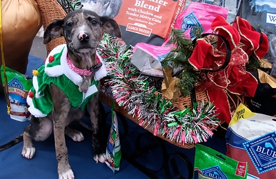 The campaign encourages families to make adoption their first choice when welcoming a new four-legged family member during the holiday season.