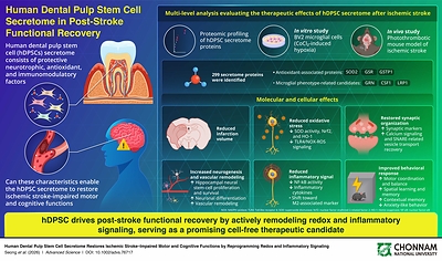 Chonnam National University Study Explores Therapeutic Potential of Human Dental Pulp Stem Cell Secretome in Post-Stroke Functional Recovery