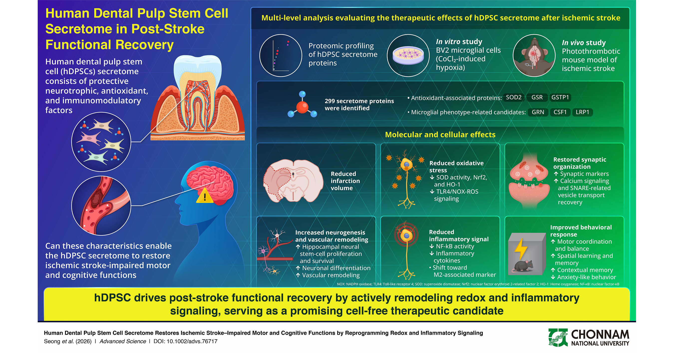 Chonnam National University Study Explores Therapeutic Potential of Human Dental Pulp Stem Cell Secretome in Post-Stroke Functional Recovery