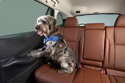 SUBARU SURVEY FINDS PETS ARE RESHAPING HOLIDAY TRAVEL AND ROAD TRIP PLANS