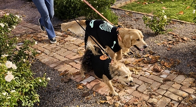 PetSmart Celebrates Halloween with Free In-Store Events, Including New Meet the Spooky Pets Experience