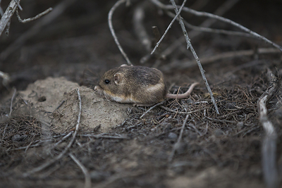 San Diego Zoo Wildlife Alliance Establishes Third Reintroduced Population of Pacific Pocket Mice at Camp Pendleton