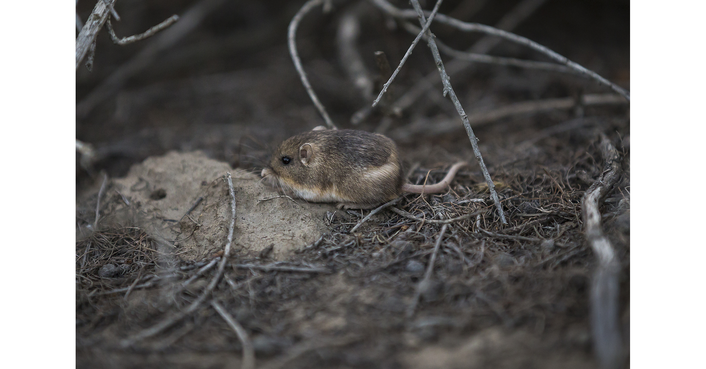 San Diego Zoo Wildlife Alliance Establishes Third Reintroduced Population of Pacific Pocket Mice at Camp Pendleton