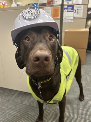 Charlie, a three-year-old chocolate Labrador and therapy dog at Hoffman Estates Health and Human Services. Charlie, a three-year-old chocolate Labrador and therapy dog at Hoffman Estates Health and Human Services.