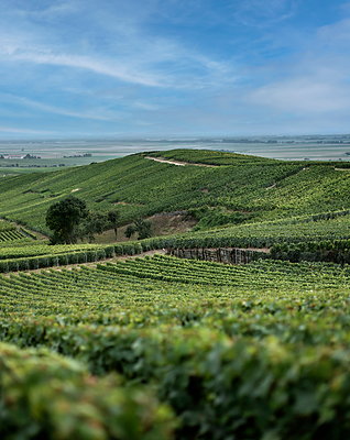 A Moët & Chandon vineyard; Source: Moët Hennessy