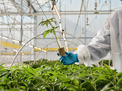 Curaleaf International Expands Medical Cannabis Education Platform for Healthcare Professionals in Poland