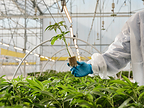 Curaleaf International Expands Medical Cannabis Education Platform for Healthcare Professionals in Poland